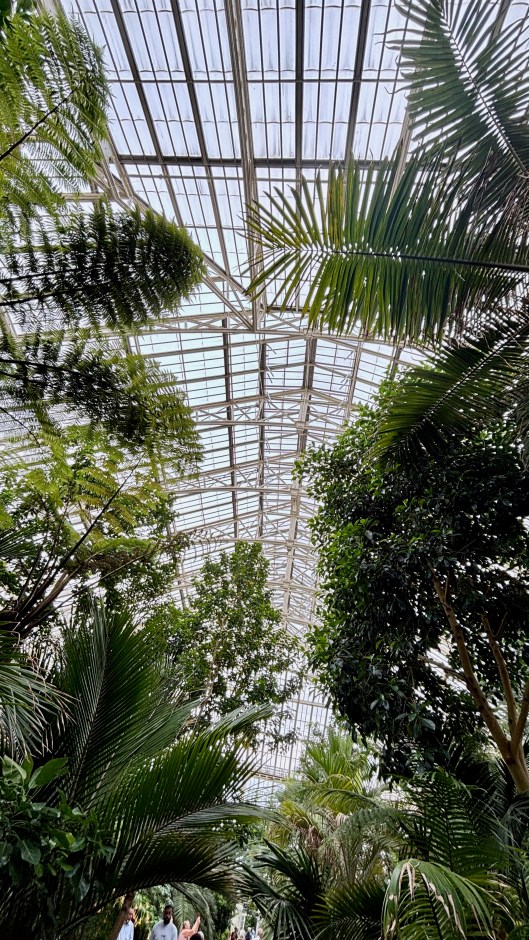 Ceiling of the giant greenhouse at Kew Gardens surrounded by palms